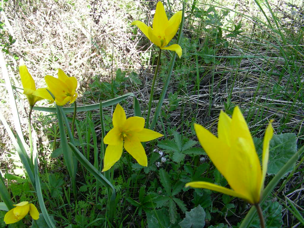 Tulipa sylvestris